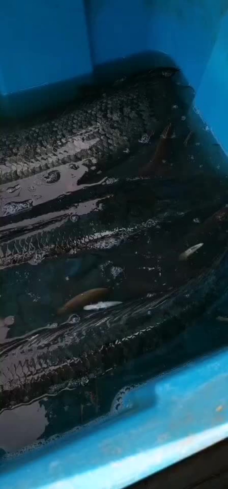 正宗土黑鱼纯本地乌鱼批发