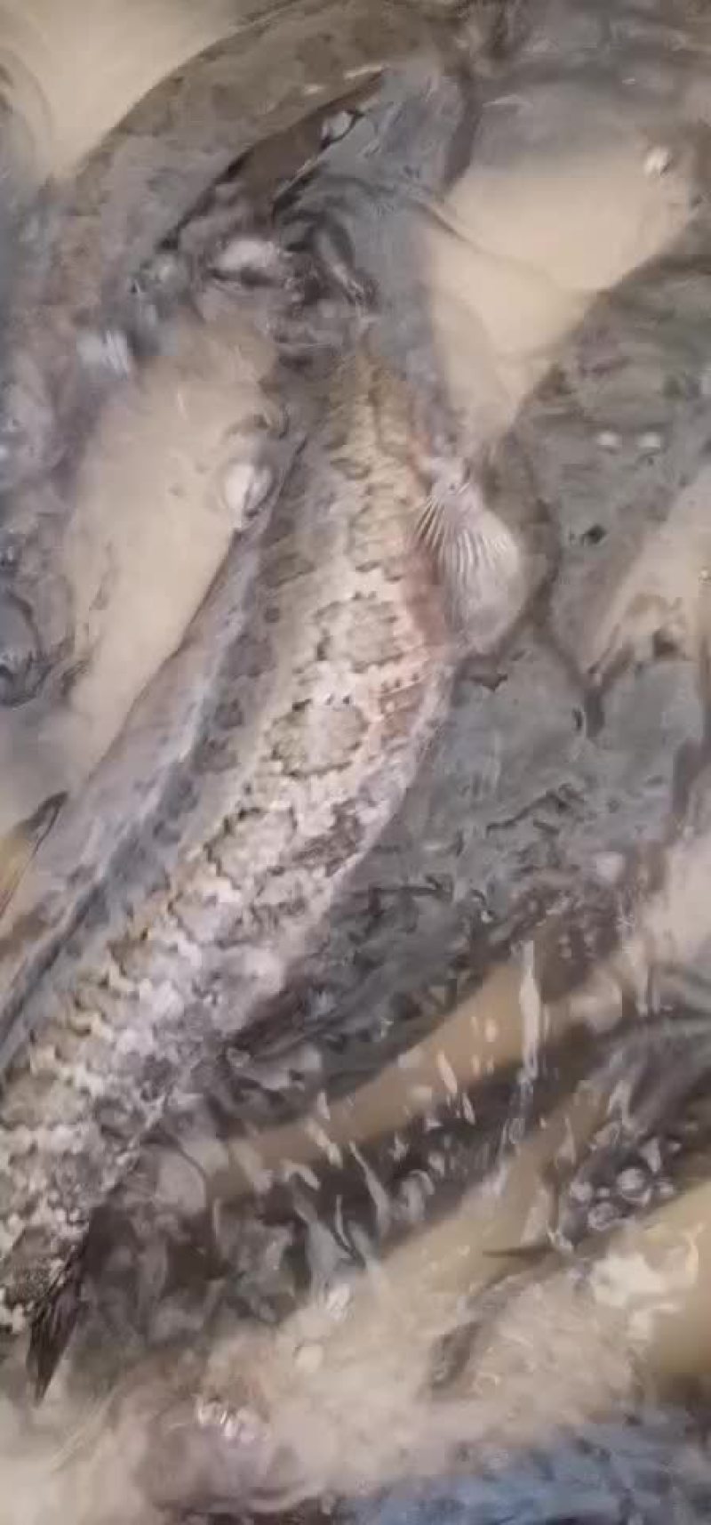 正宗土黑鱼纯本地乌鱼批发