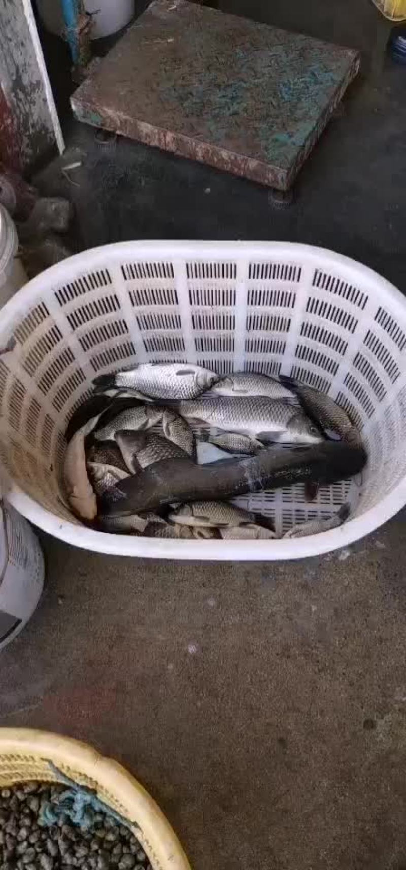农村鲶鱼土鲶鱼大鲶鱼批发小鲶鱼活体淡水水产