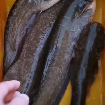 农村鲶鱼土鲶鱼大鲶鱼批发小鲶鱼活体淡水水产