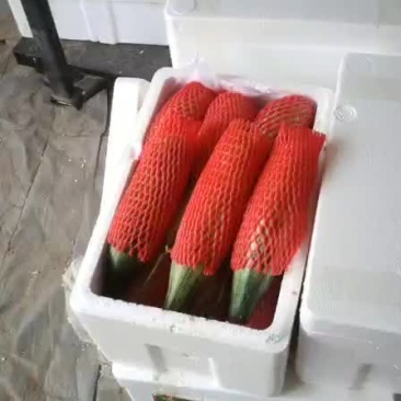 羊角蜜，博洋九，绿宝各种甜瓜