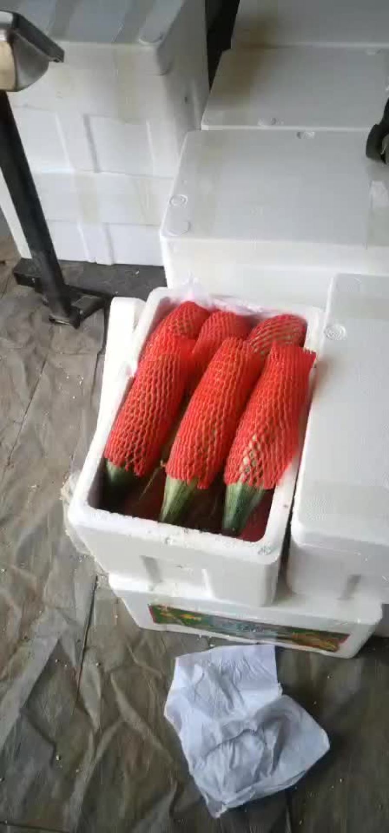 羊角蜜，博洋九，绿宝各种甜瓜
