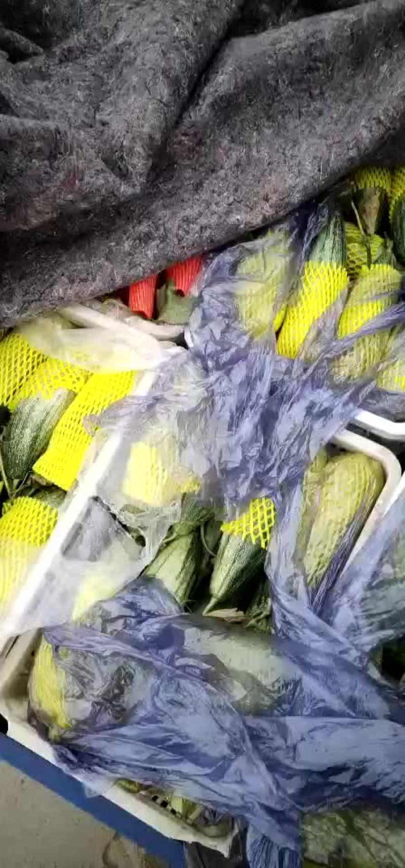 羊角蜜，博洋九，绿宝各种甜瓜