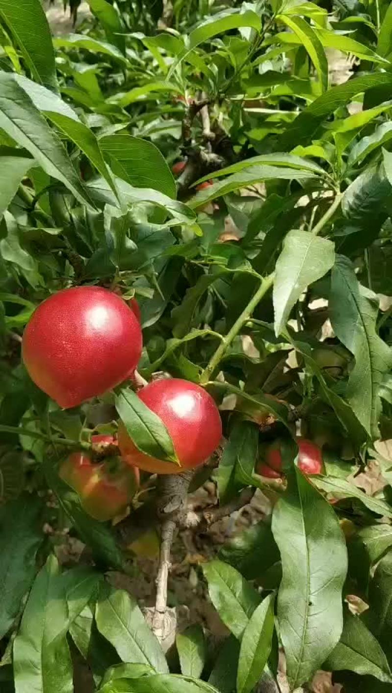 油桃已上市，各品种油桃，过完年后上市