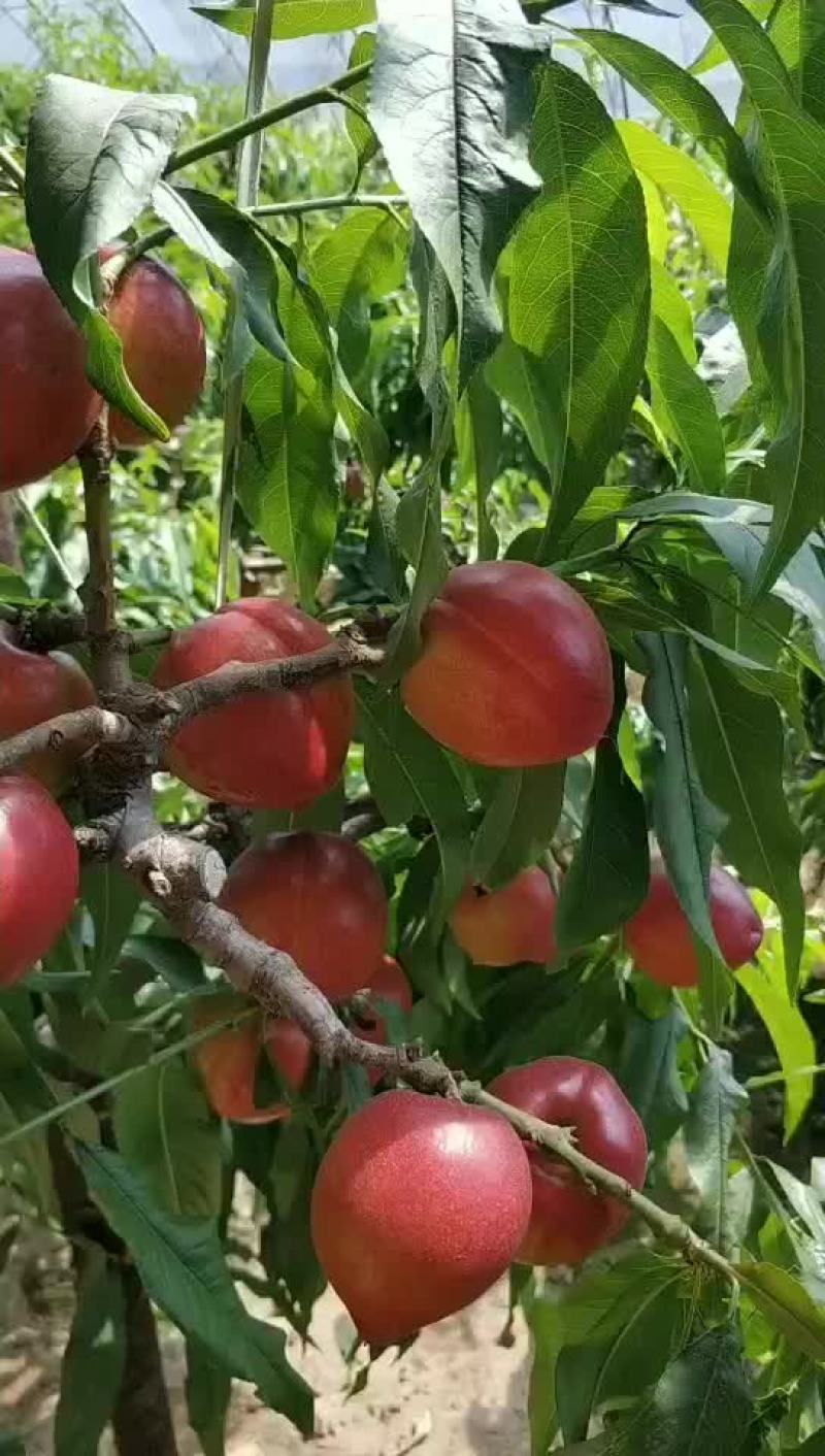 油桃已上市，各品种油桃，过完年后上市