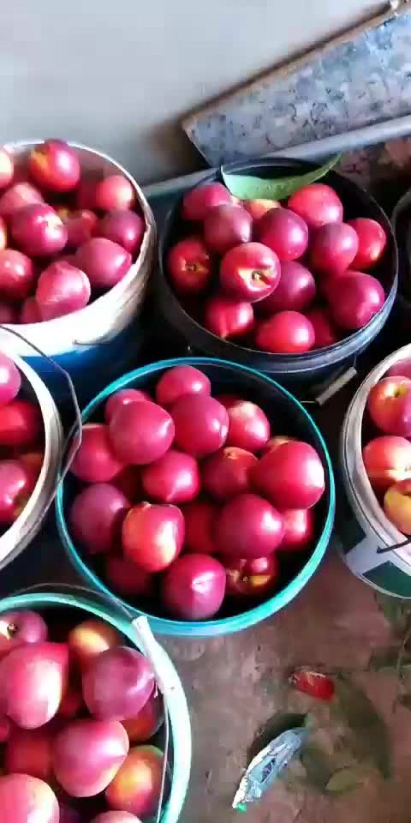 油桃已上市，各品种油桃，过完年后上市