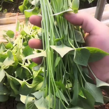 红薯苗
