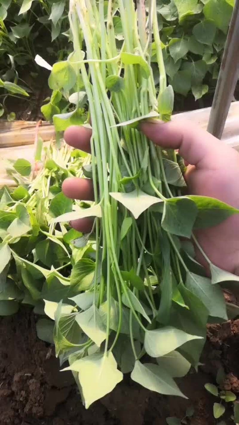 红薯苗