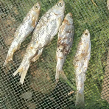 火培，棍子鱼，条子鱼，白鱼