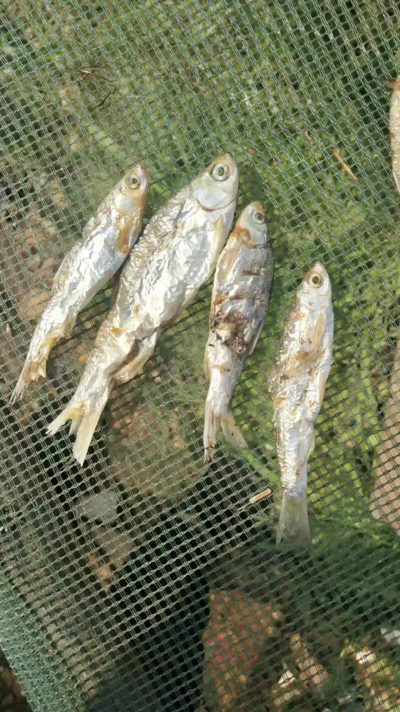 火培，棍子鱼，条子鱼，白鱼