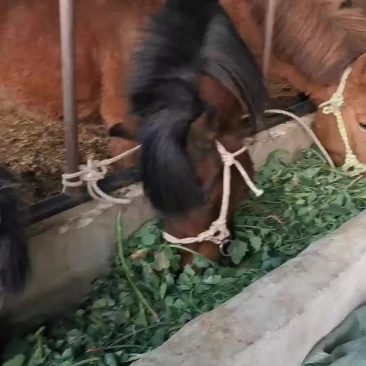 土黄牛小土牛西门达尔牛马出售
