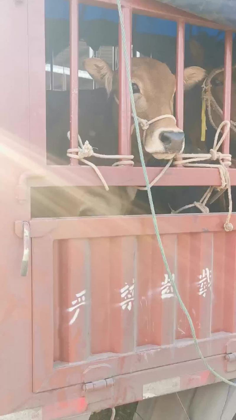 土黄牛小土牛西门达尔牛马出售