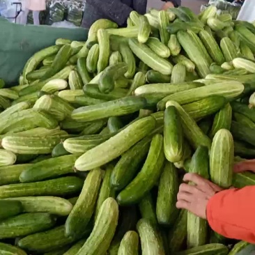 当天采摘，精品黄瓜