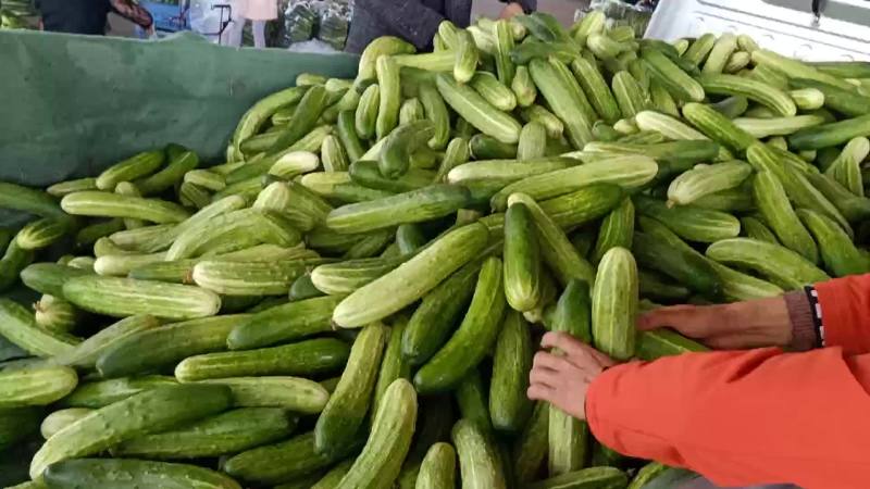 当天采摘，精品黄瓜