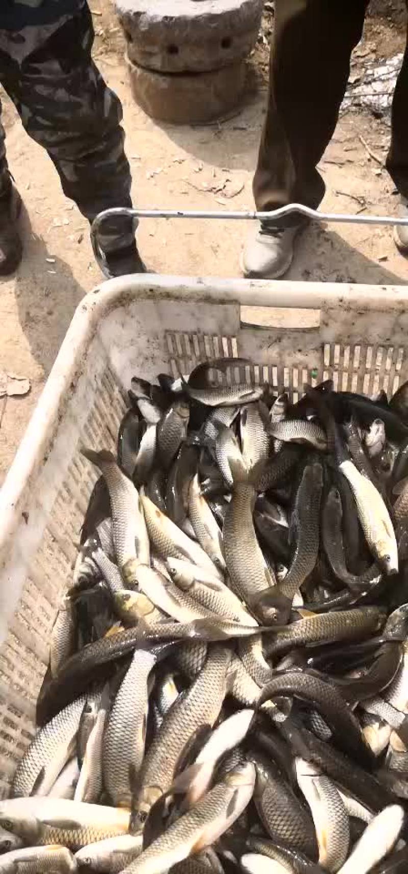 草鱼苗