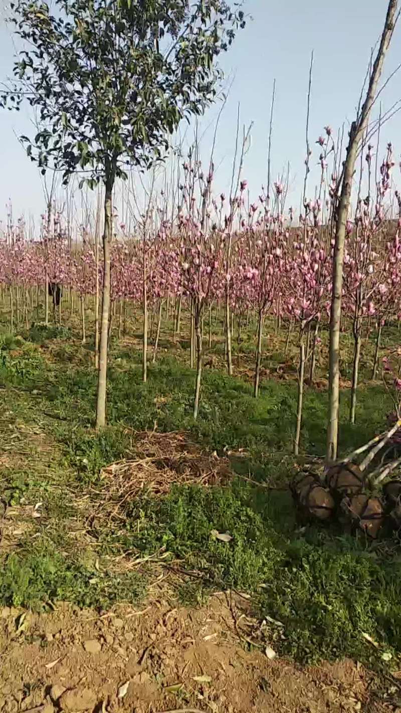 玉兰之乡供玉兰树，玉兰苗，红玉兰，白玉兰，紫玉兰，广玉兰