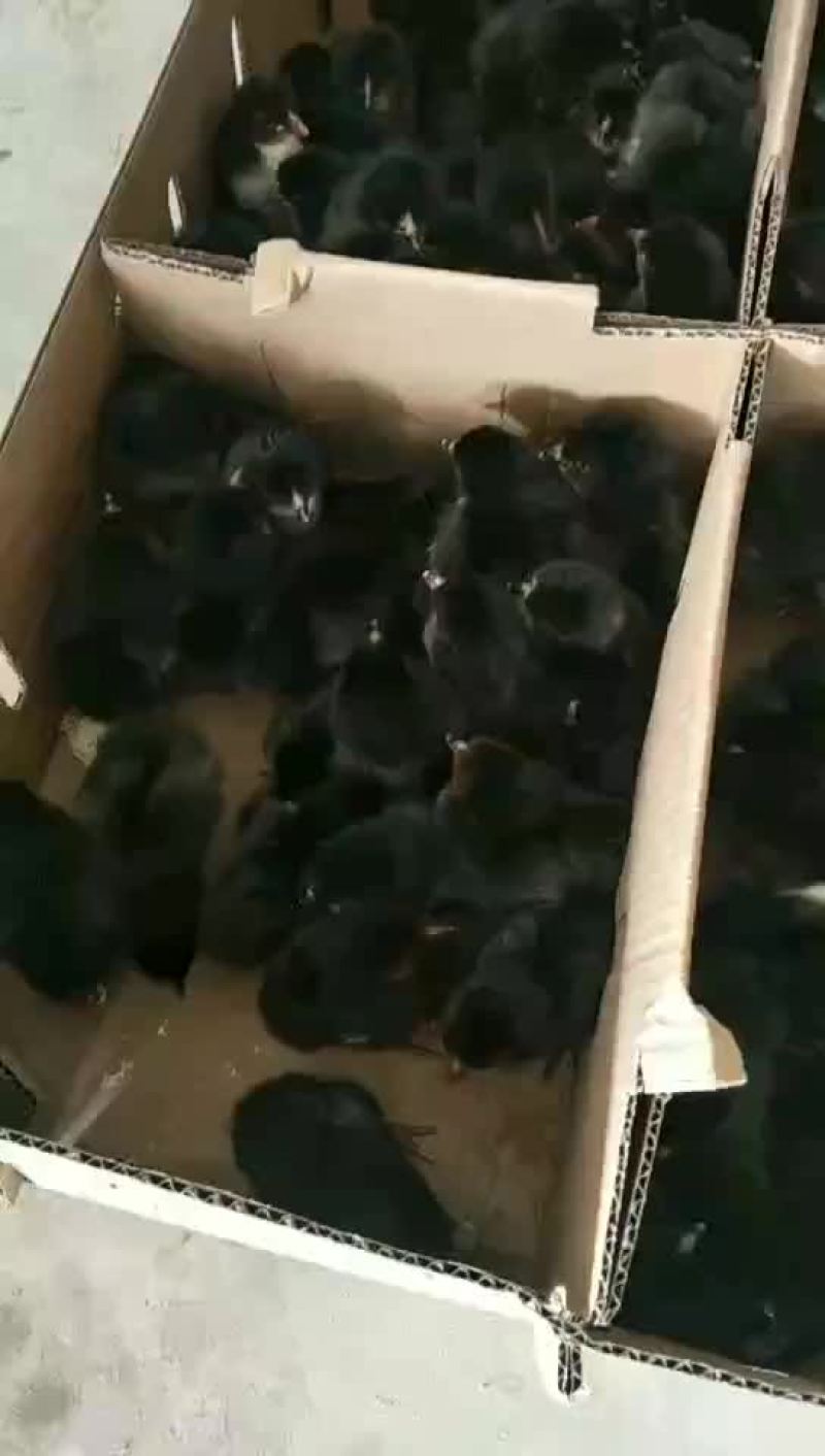 本厂提供各种鸡苗，一手货源。有需要的老板联系