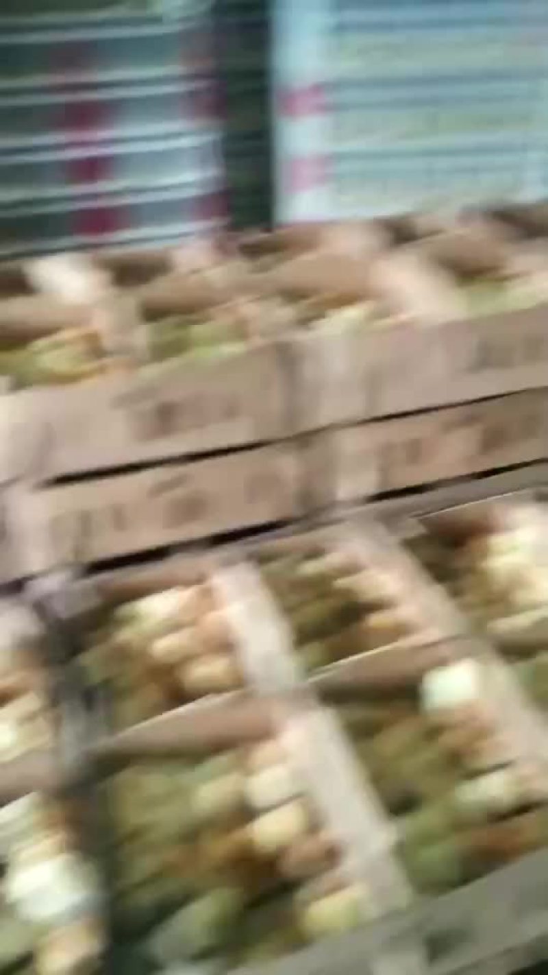 本厂出售各种鸡苗，一手货源。有需要的联系