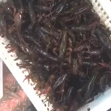 小龙虾