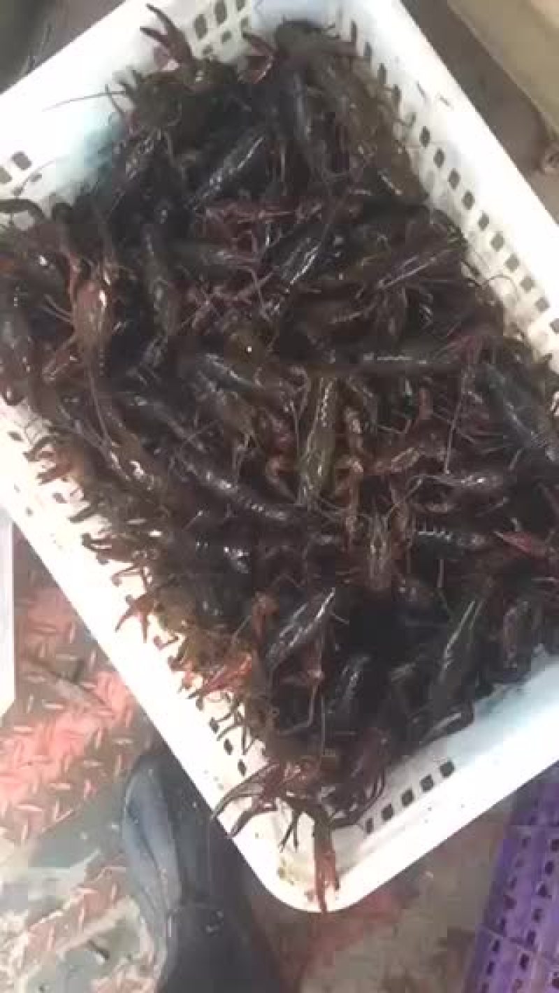 小龙虾