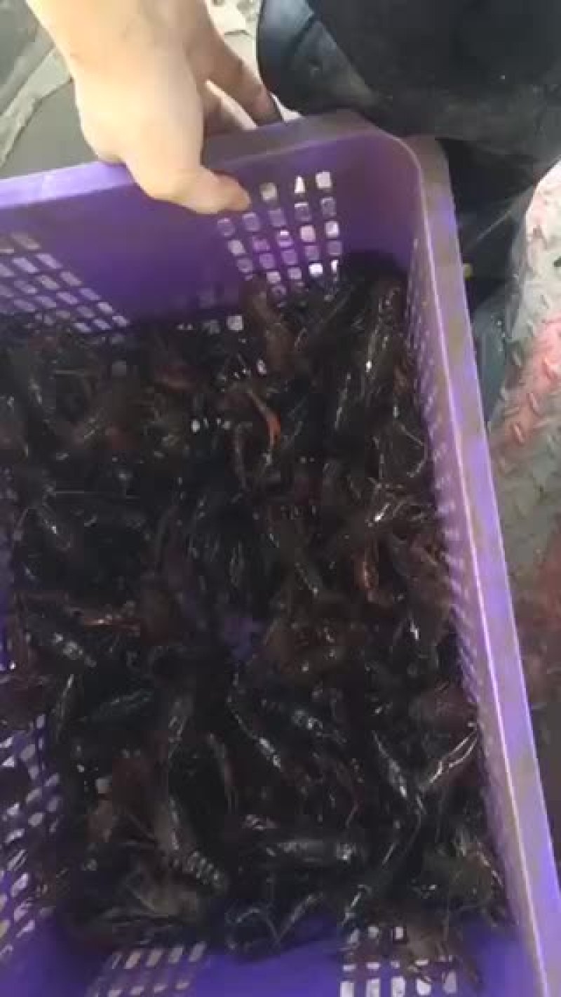 小龙虾