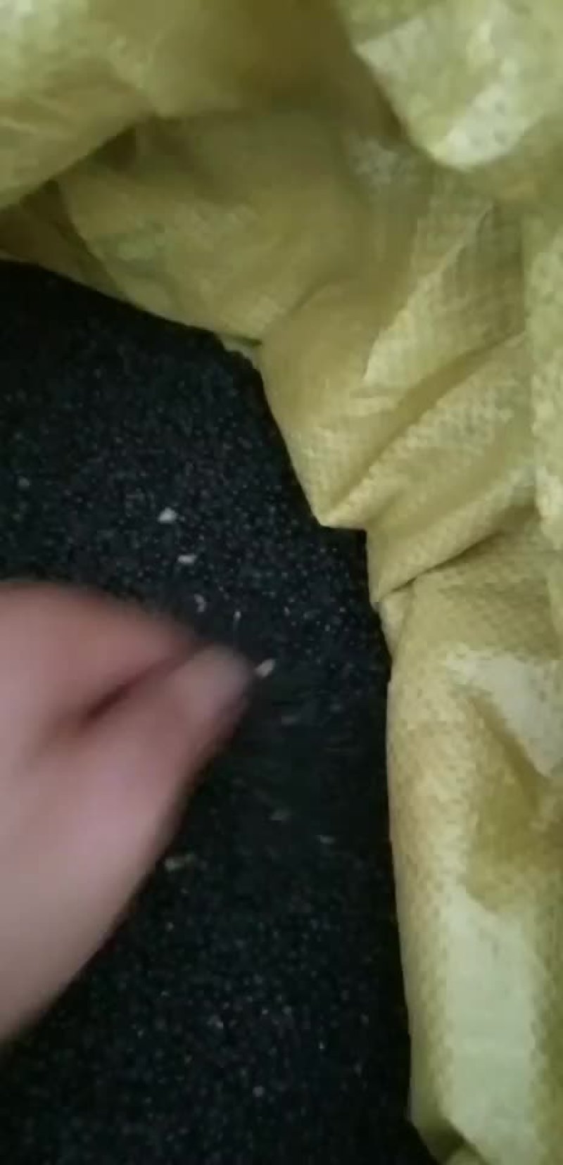 老熟基地足干天冬种子