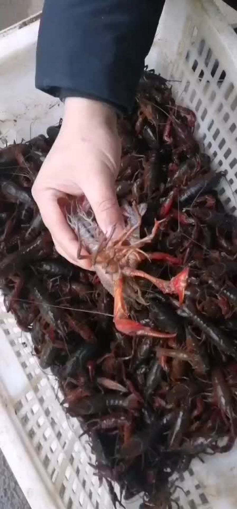精品小龙虾只做良心货