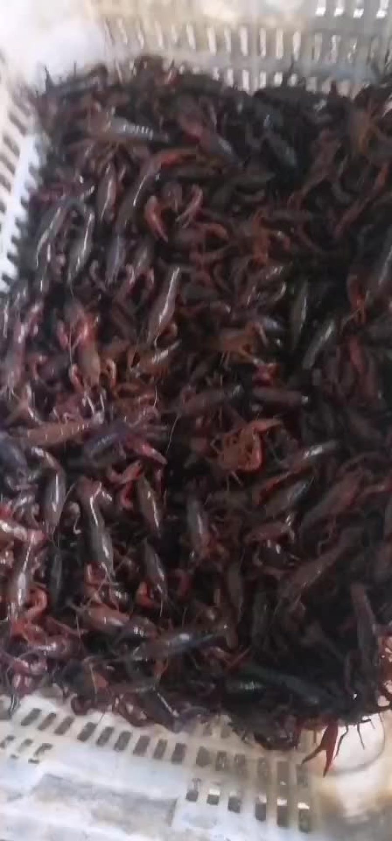 精品小龙虾只做良心货