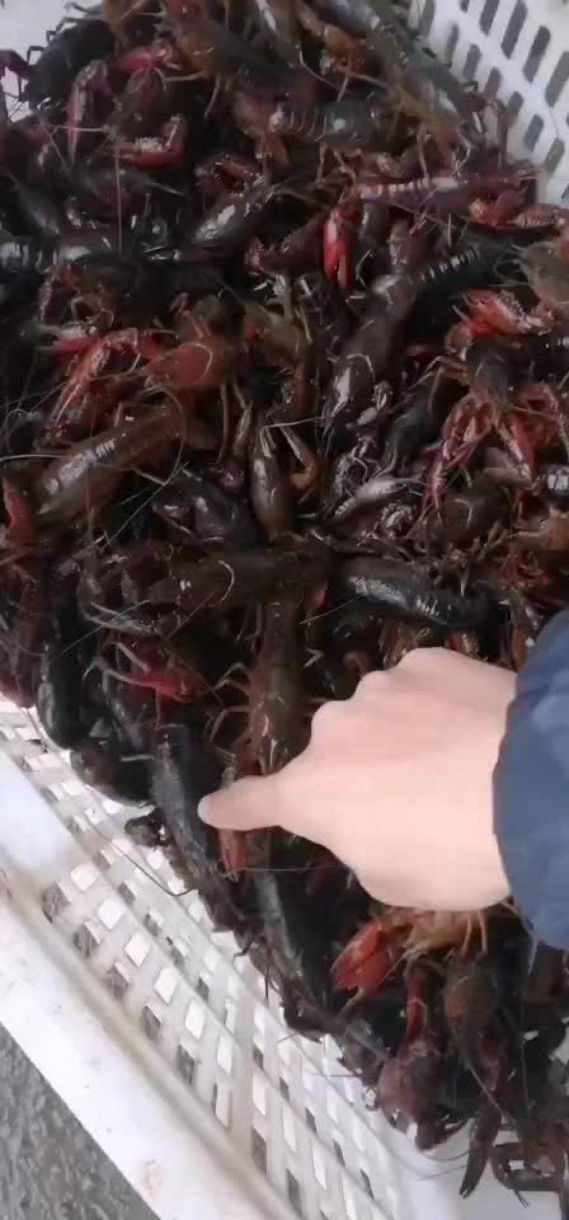 精品小龙虾只做良心货