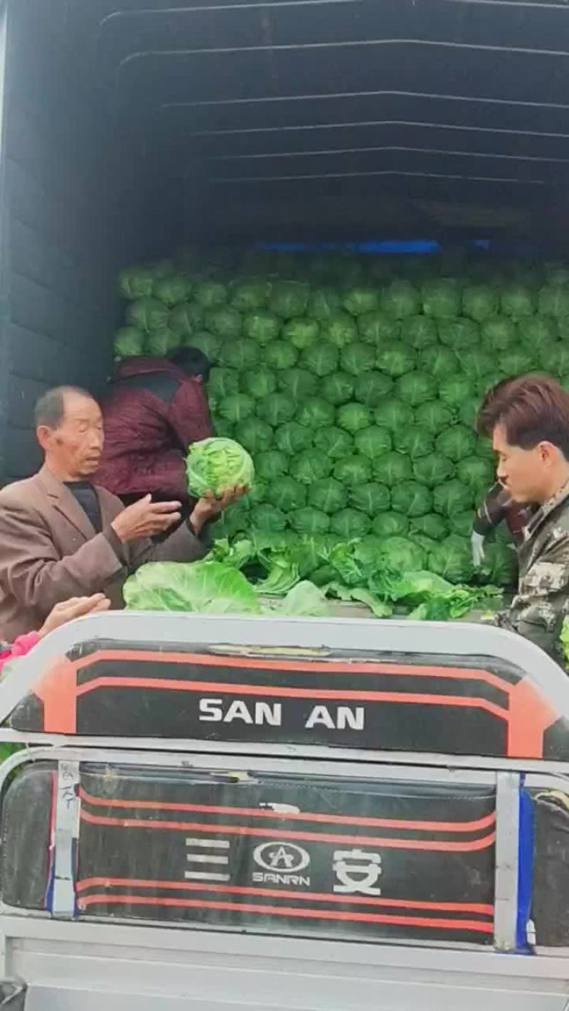 河北万亩甘蓝基地现已大量上市供应绿甘蓝松软绿甘蓝