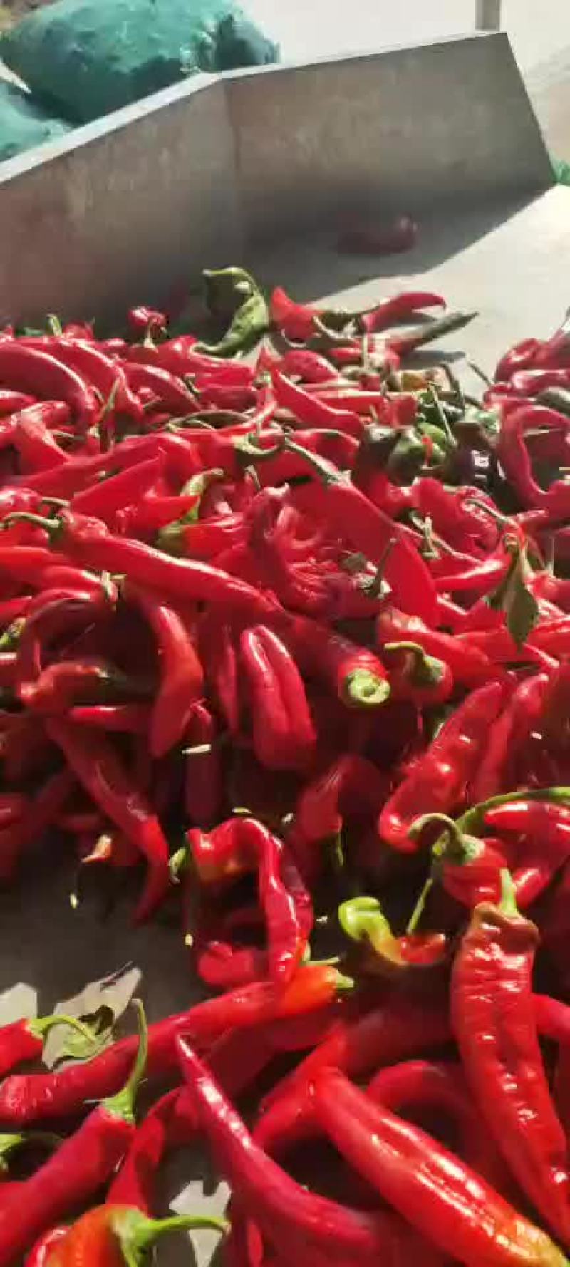 红次螺丝椒