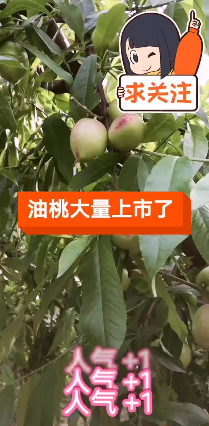 油桃还有一周就上市了