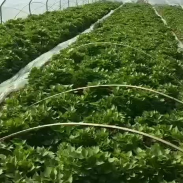 红薯苗