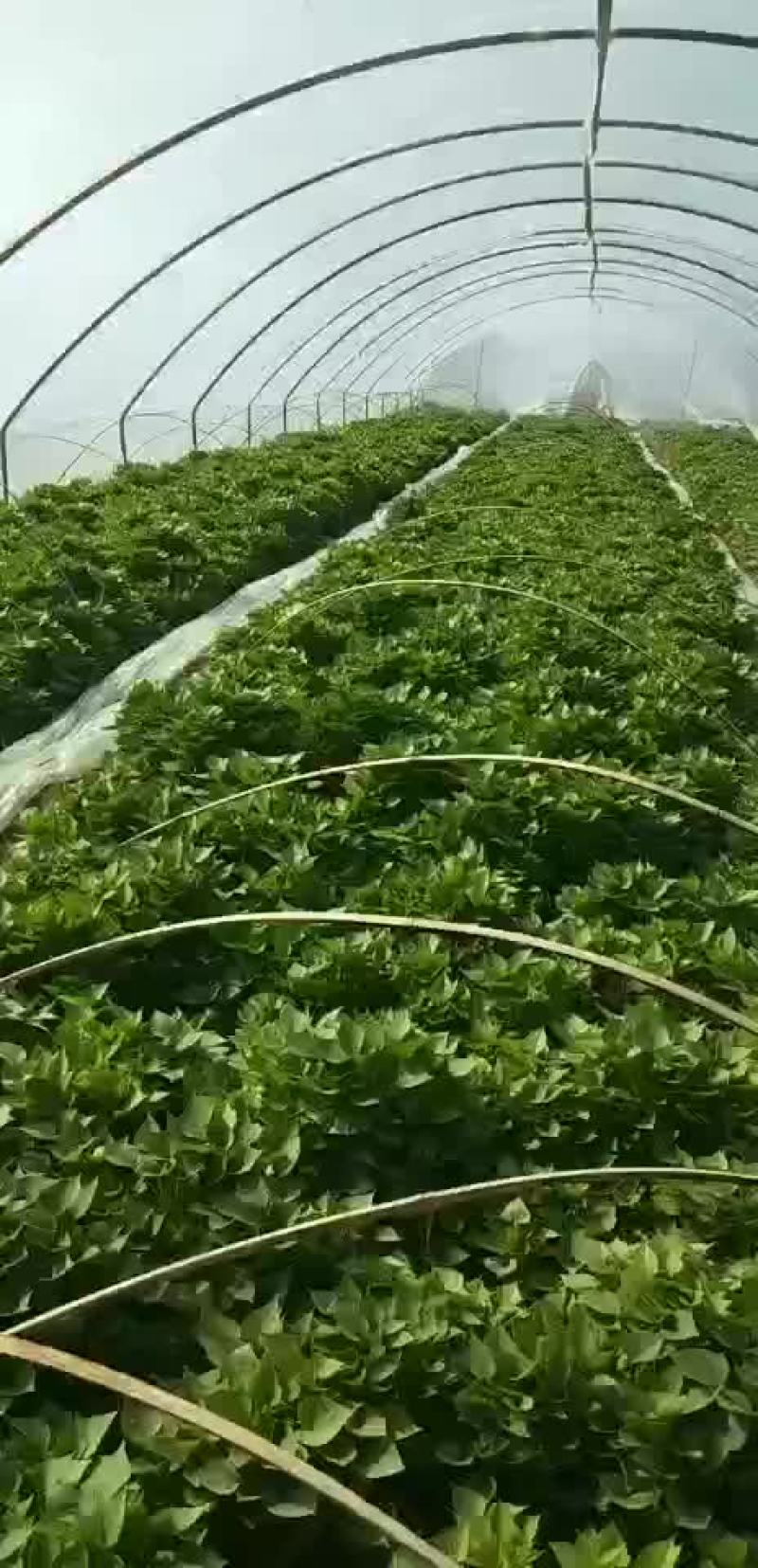 红薯苗