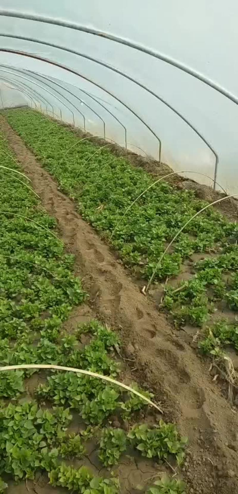 红薯苗