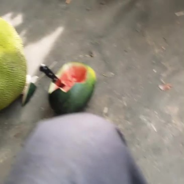 三亚青皮波菠萝