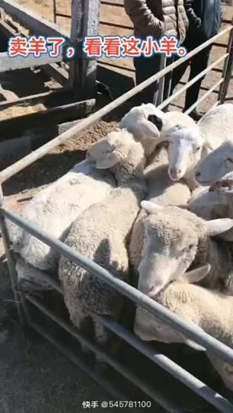 肉羊