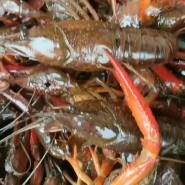 234小龙虾