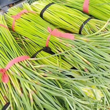 河南省漯河市临颍县蒜薹大量上是