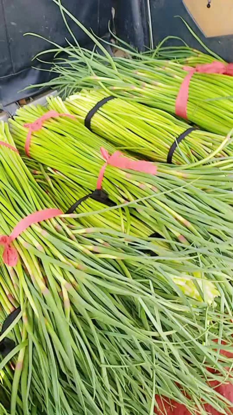 河南省漯河市临颍县蒜薹大量上是