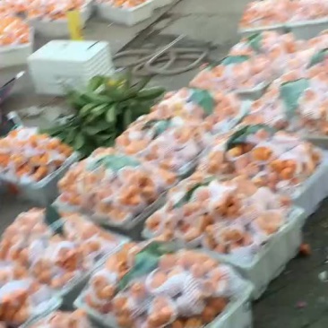 早钟6号枇杷