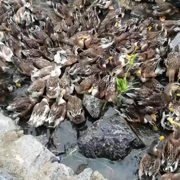 黄麻鸭