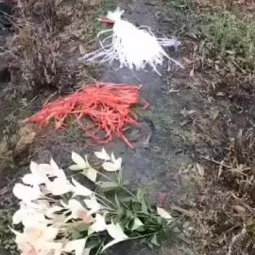 彩叶桂苗大量出售，彩叶桂哪里有