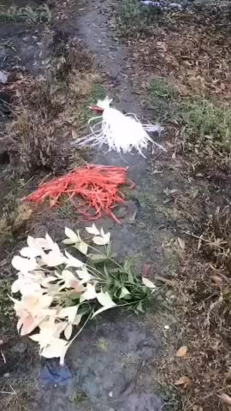 彩叶桂苗大量出售，彩叶桂哪里有