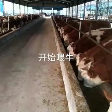 西门塔尔牛，安哥斯牛，