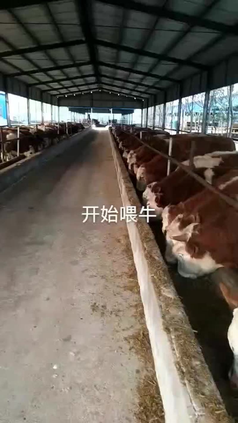西门塔尔牛，安哥斯牛，