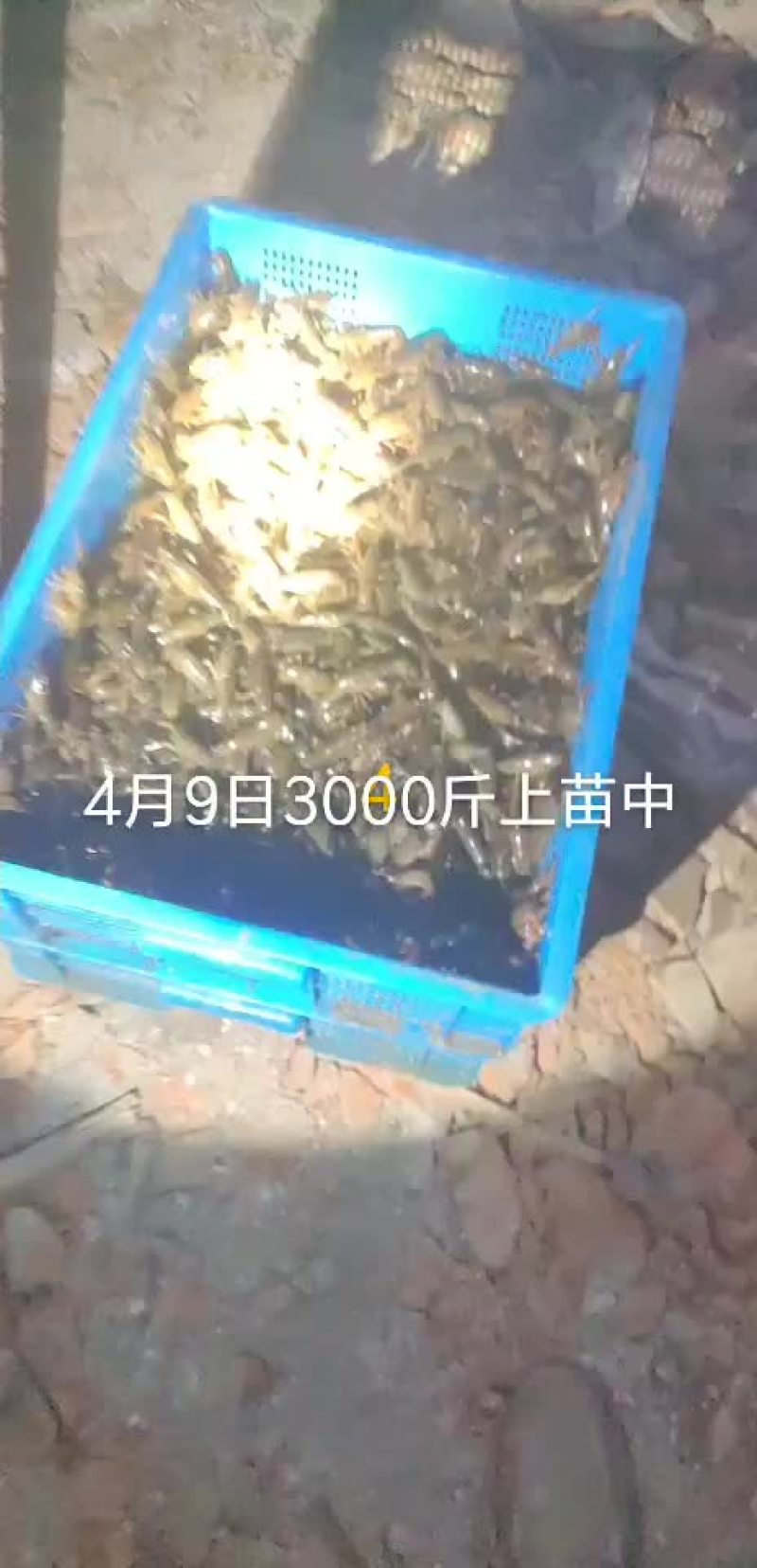 龙虾苗