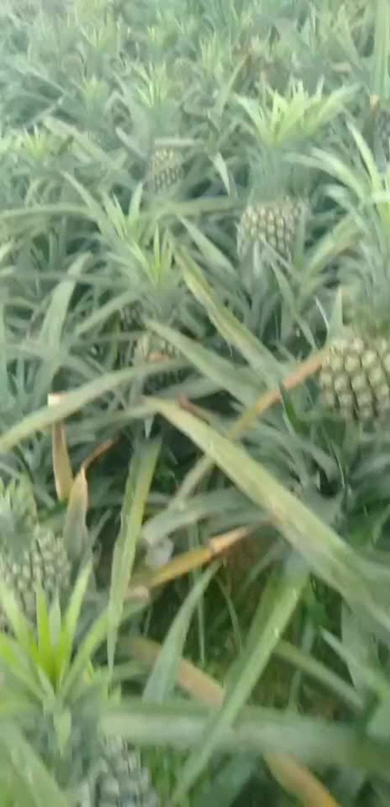 云南香菠萝