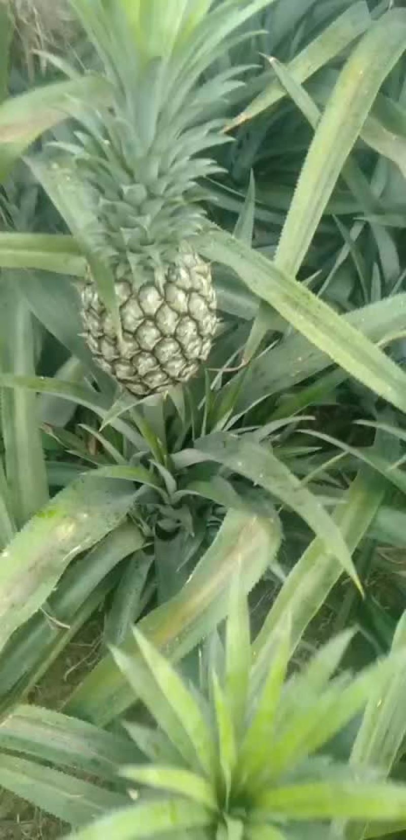 云南香菠萝