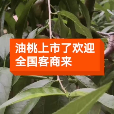 油桃预订中